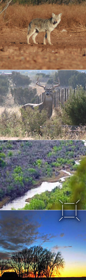 Picture of a coyote looking at the camera.
