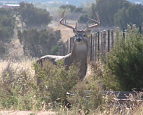 Spike Box Land and Cattle